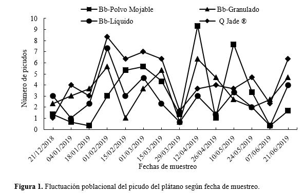 Fluctuación poblacional del picudo del
plátano según fecha de muestreo. 