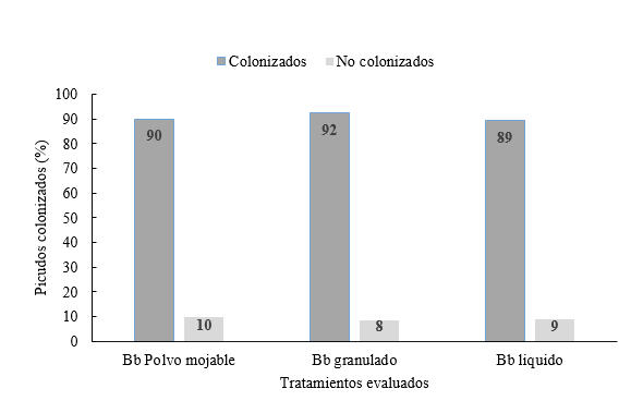 Porcentaje de
colonización de picudos según formulaciones de Beauveria bassiana.