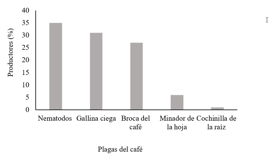 Incidencias de plagas más representativas en raíz,
follaje y fruto.