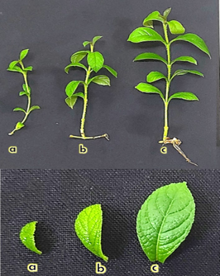 Vigor de plántulas y hojas de teca del segundo  

entrenudo en la fase de enraizamiento; a) bajo vigor, b) vigor  

mediano y c) buen vigor. 

 