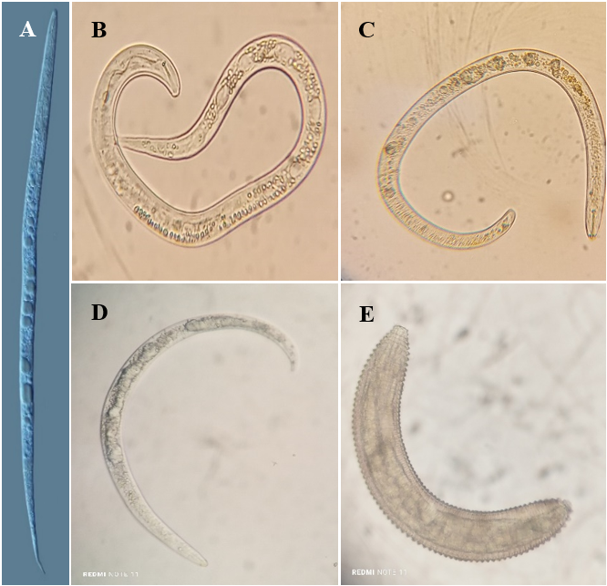 Nemátodos con mayor población asociados a raíces del
cultivo de guayaba. 

A) Meloidogyne, B) Tylenchus, C) Helocotylenchus,
D: Rotylenchus, E: Criconemoides.