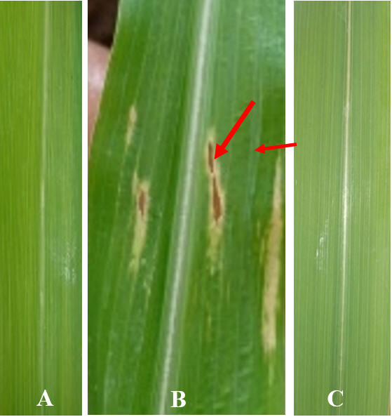 Sintomatología en plantas de maíz
inoculadas con Burkholderia andropogonis