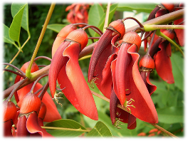 Imagen de la flor del
ceibo (Erytrina crista-galli
L.)